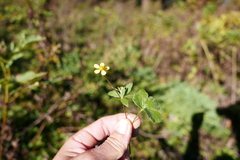 Ranunculus hirtus