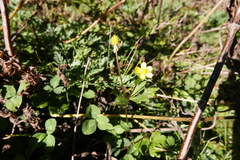 Ranunculus hirtus