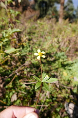 Ranunculus hirtus