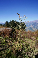Cirsium falconeri
