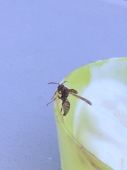 Polistes dorsalis californicus