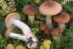 Hygrophorus discoideus