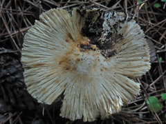 Pseudosperma orbatum