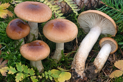 Hygrophorus discoideus