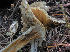 Pseudosperma orbatum