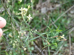 Asperula aristata