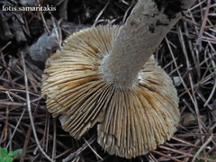 Pseudosperma orbatum
