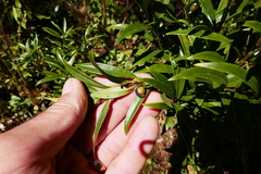 Sarcococca
