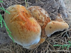 Inocutis tamaricis