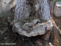 Inocutis tamaricis