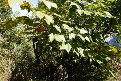 Acer caesium