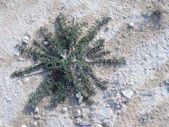 Reseda suffruticosa