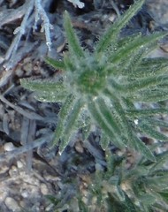 Teucrium pseudochamaepitys