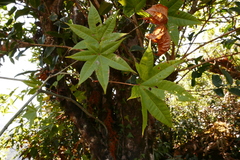 Acer campbellii