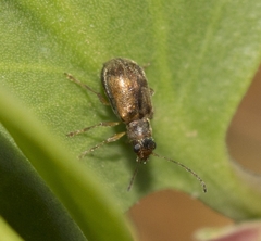 Psathyrocerus