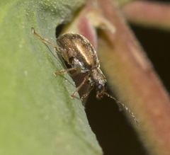 Psathyrocerus