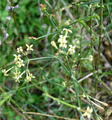 Asperula aristata