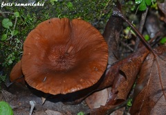 Lactarius atlanticus