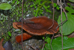 Lactarius atlanticus