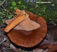 Lactarius atlanticus