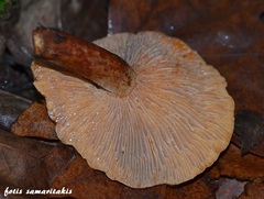 Lactarius atlanticus