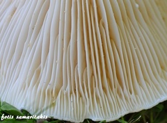 Lactifluus bertillonii