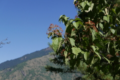 Viburnum mullaha