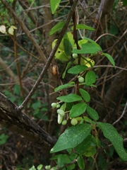Boquila trifoliolata