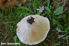 Lactifluus bertillonii