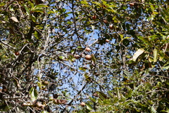 Pyrus pashia