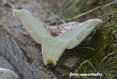 Lactifluus bertillonii