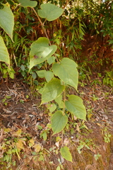 Rubus paniculatus