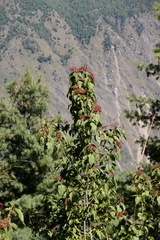 Viburnum mullaha