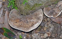 Lactarius ilicis