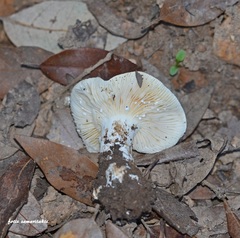 Lactarius ilicis