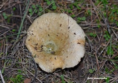 Lactarius semisanguifluus