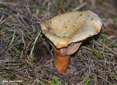 Lactarius semisanguifluus