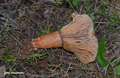 Lactarius semisanguifluus