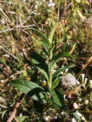 Baccharis racemosa