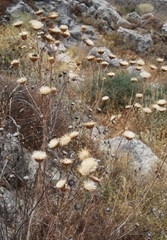 Ptilostemon gnaphaloides pseudofruticosus