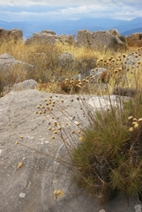 Ptilostemon gnaphaloides pseudofruticosus