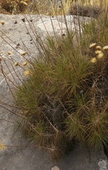 Ptilostemon gnaphaloides pseudofruticosus