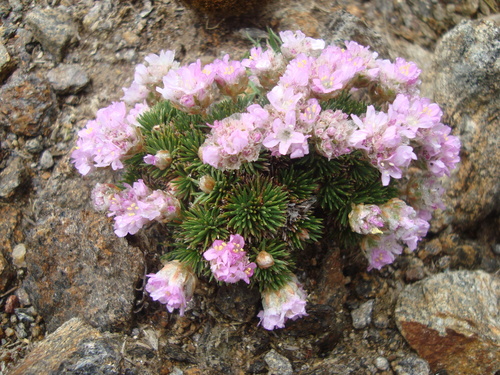 Armeria caespitosa, photograph 5