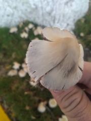 Candolleomyces candolleanus