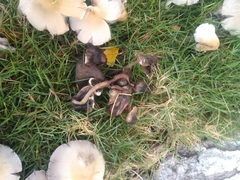 Candolleomyces candolleanus