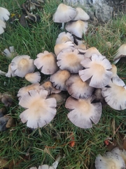 Candolleomyces candolleanus