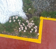 Candolleomyces candolleanus