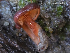 Lactarius serifluus