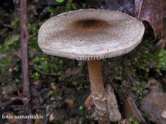 Lepiota grangei