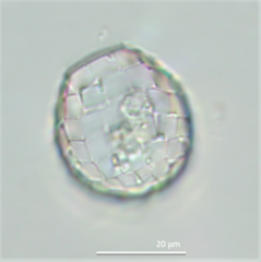 Paraquadrula irregularis